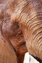 Portrait of an African elephant