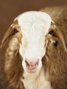 Portrait of an African female sheep, photo