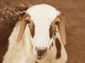Portrait of an African female sheep (Sahelian sheep), photo