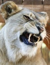 A Portrait of an African Female Zoo Lion Snarling Royalty Free Stock Photo