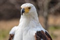 Portrait of an african fish eagle Royalty Free Stock Photo