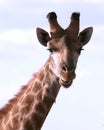 Portrait of an African Giraffe