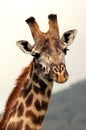 Portrait of an african giraffe