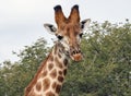 Portrait of an African giraffe on a background of tall acacia bushes