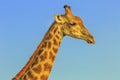 Giraffe portrait blue sky Royalty Free Stock Photo