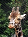 Portrait of an African giraffe, close-up. Royalty Free Stock Photo