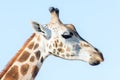 Portrait of an African giraffe. Head and long neck. Royalty Free Stock Photo