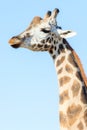 Portrait of an African giraffe. Head and long neck. Royalty Free Stock Photo