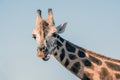 Portrait of an African giraffe. Head and long neck. Wild animal Royalty Free Stock Photo