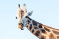 Portrait of an African giraffe. Head and long neck. Royalty Free Stock Photo