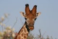 Portrait of an African giraffe.