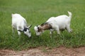 Portrait of african goats