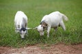 Portrait of african goats