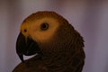 A portrait of an African Grey Parrot