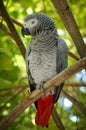 Portrait of an african grey parrot sitting on a tree branch in luxurious green forest Royalty Free Stock Photo