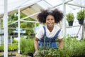 Portrait of African kid is choosing vegetable and herb plant from the local garden center nursery with shopping cart full of Royalty Free Stock Photo