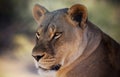 A Portrait of an African Lion Female Royalty Free Stock Photo