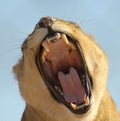 A Portrait of an African Lion Female Roaring Royalty Free Stock Photo