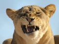 A Portrait of an African Lion Female Snarling