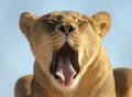 A Portrait of an African Lion Female Yawning