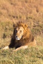 Portrait of an African lion on a hill. Masai Mara, Kenya Royalty Free Stock Photo