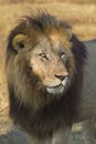 Portrait of an african lion Royalty Free Stock Photo