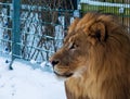 Portrait of an African lion Panthera leo male in a snowy environment Royalty Free Stock Photo