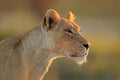 African lioness portrait - Kalahari desert
