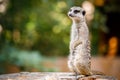 Portrait of an African meerkat Royalty Free Stock Photo