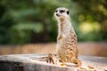 Portrait of an African meerkat Royalty Free Stock Photo