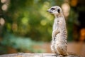 Portrait of an African meerkat Royalty Free Stock Photo