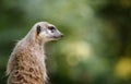 Portrait of an African meerkat Royalty Free Stock Photo