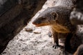 Portrait of an African mongoose in Savannah close Royalty Free Stock Photo