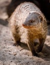 Portrait of an African mongoose in Savannah close Royalty Free Stock Photo