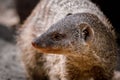 Portrait of an African mongoose in Savannah close Royalty Free Stock Photo