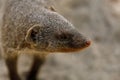 Portrait of an African mongoose in Savannah close Royalty Free Stock Photo