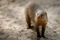 Portrait of an African mongoose in Savannah close Royalty Free Stock Photo