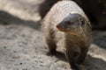 Portrait of an African mongoose in Savannah close Royalty Free Stock Photo