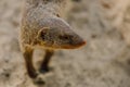 Portrait of an African mongoose in Savannah close Royalty Free Stock Photo