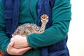 Portrait of an african ostrich chick in male hands of zoologist at zoo. Man holds ostrich chicken, baby bird enjoys in his arms. Royalty Free Stock Photo