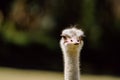 Portrait of African ostrich (Struthio camelus) Royalty Free Stock Photo