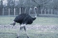 portrait of African ostrich, struthio camelus, in a zoo Royalty Free Stock Photo