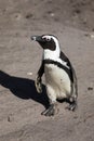 African Penguins at Stony Point Nature Reserve in Bettys Bay, close to Hermanus in Cape Town South Africa