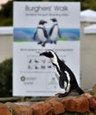 Portrait of African penguin (spheniscus demersus) at the Boulders colony Royalty Free Stock Photo