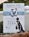 Portrait of African penguin (spheniscus demersus) at the Boulders colony Royalty Free Stock Photo