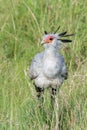 Portrait of an African Secretary bird Royalty Free Stock Photo