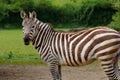 African striped coats zebra