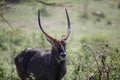 Portrait african of waterbuck in closeup Royalty Free Stock Photo