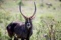 Portrait african of waterbuck in closeup Royalty Free Stock Photo