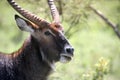 Portrait african of waterbuck in closeup Royalty Free Stock Photo